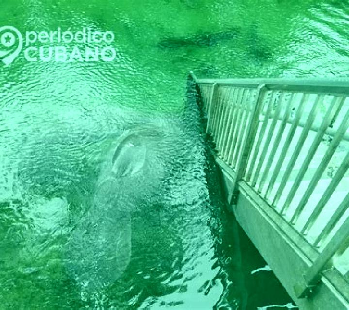 Alejandra, 39 — Escort en Manati, Cuba