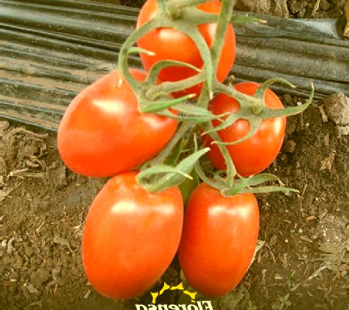 Daniela, 32 — Escort en Tomate Rio Manso, México
