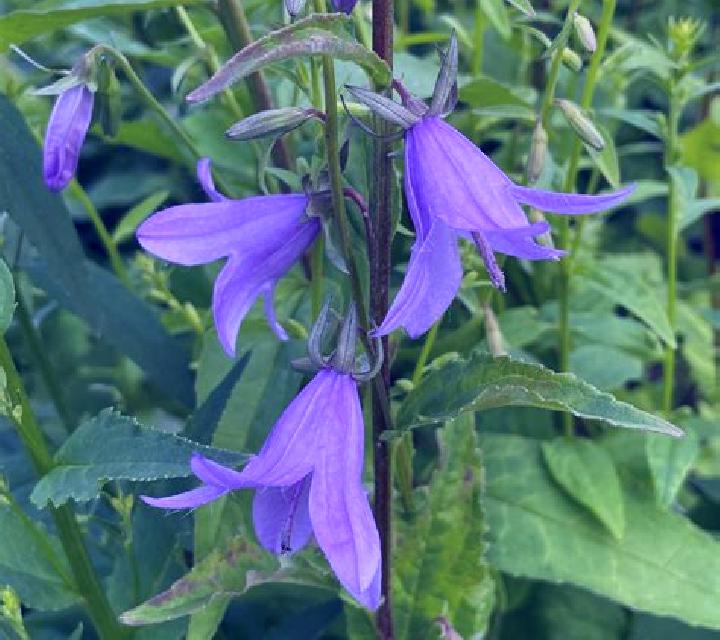 escort Bellflower