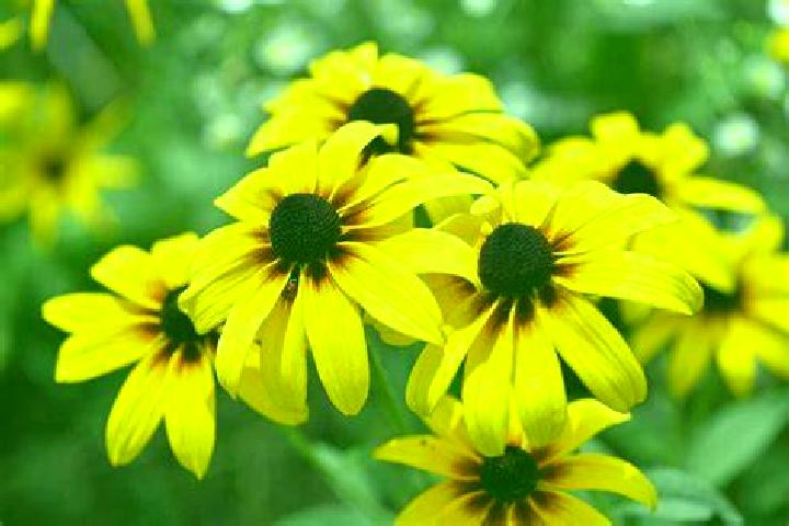 escort Berthenay