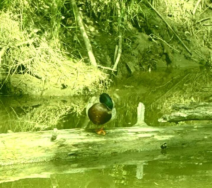 escort Blackmud Creek