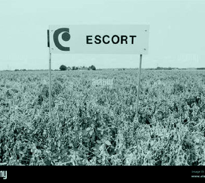 escort Borden