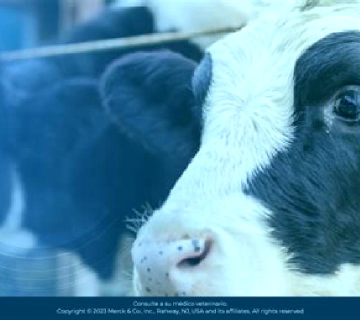 escort Bovina