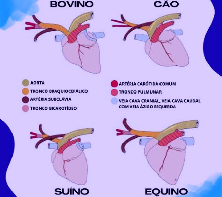 escort Bovino
