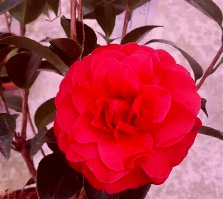 escort Camelia Roja