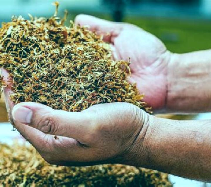 escort Canada del Tabaco