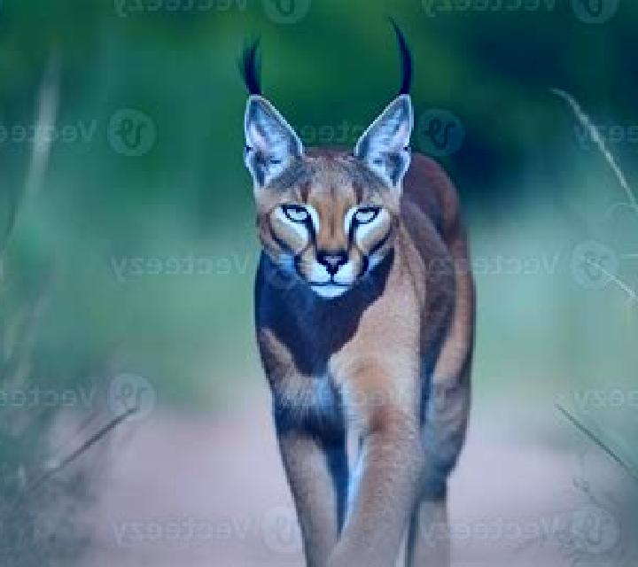 escort Caracal