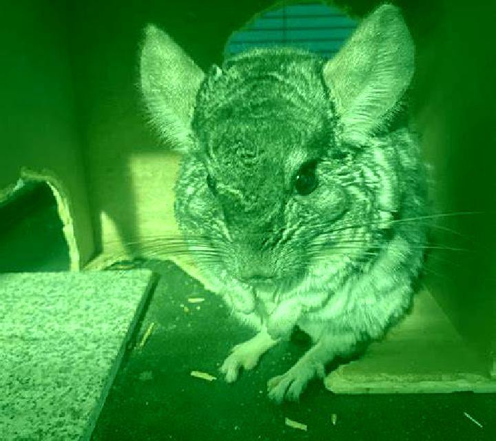 escort Chinchilla