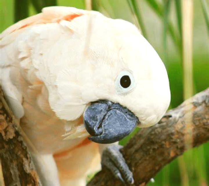 escort Cockatoo