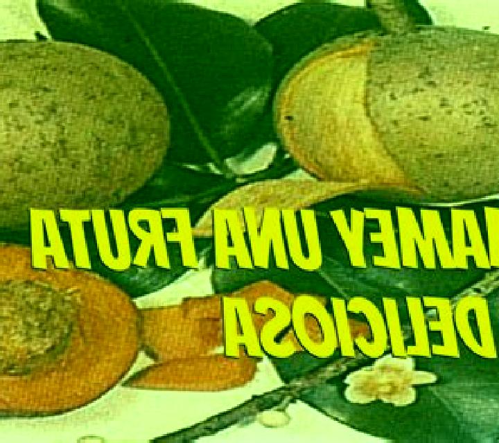 escort El Mamey