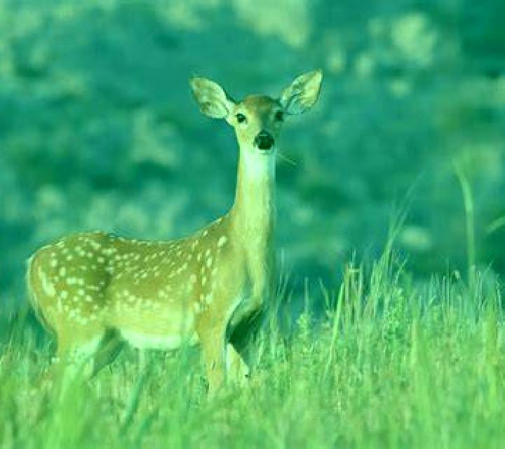 escort El Venado