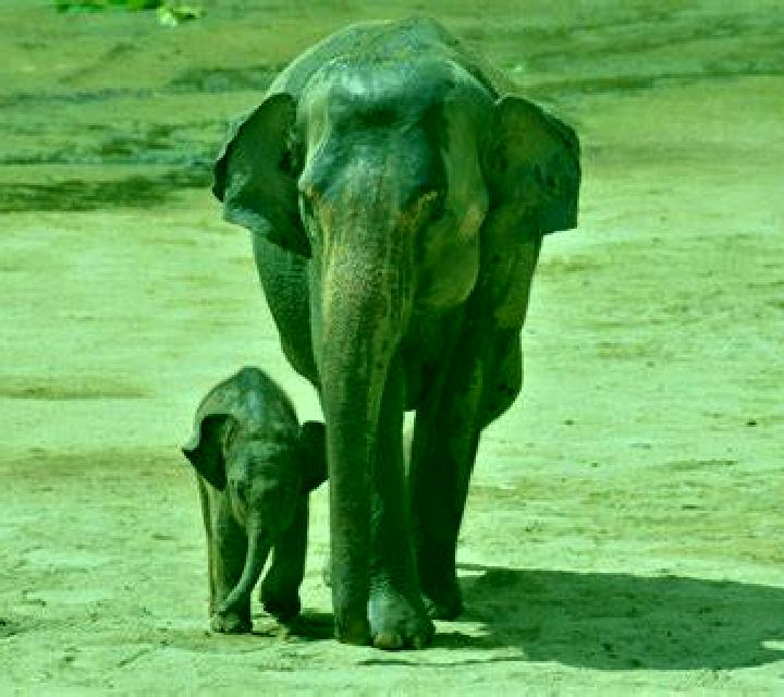 escort Gajah