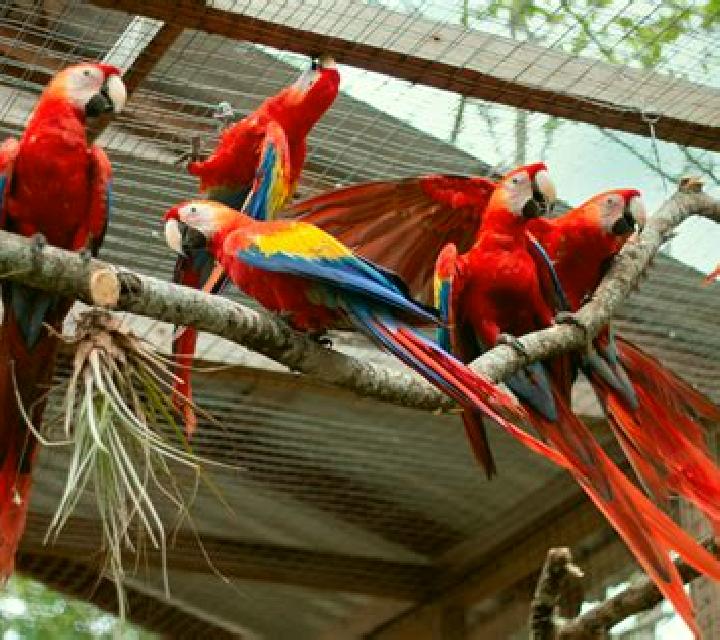 escort Guacamayas