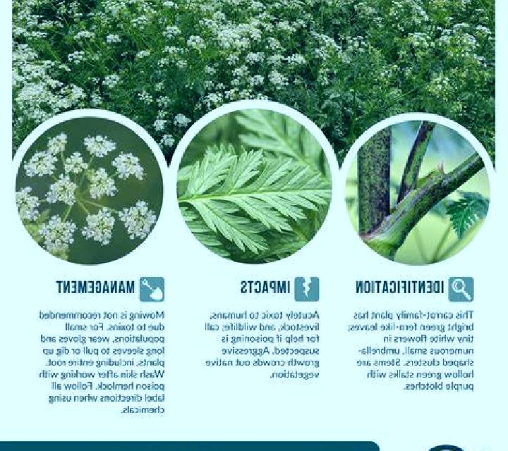 escort Hemlock
