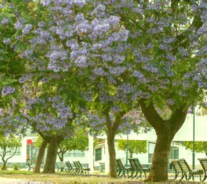 escort Jacarandas