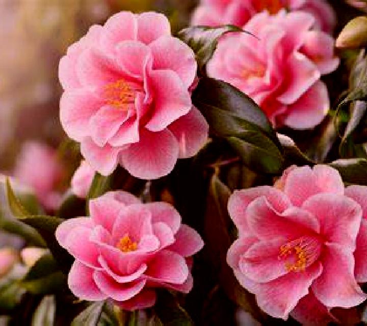 escort La Camelia
