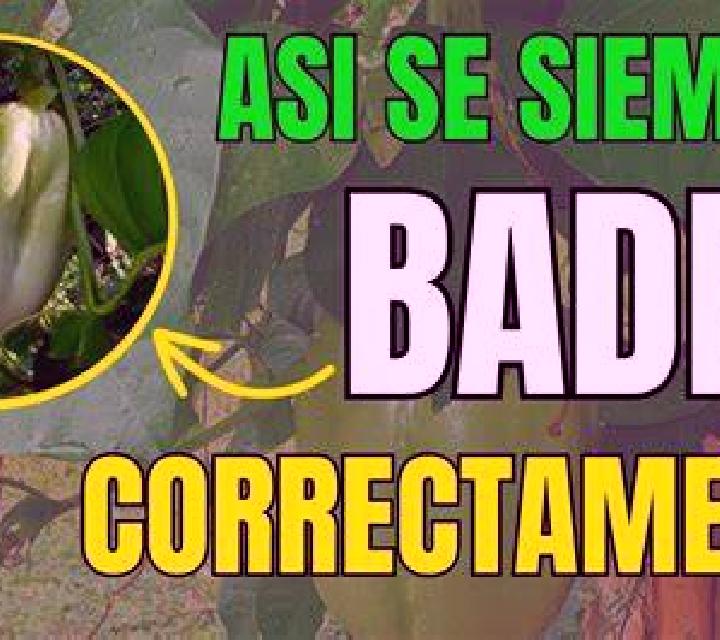 escort Las Badeas