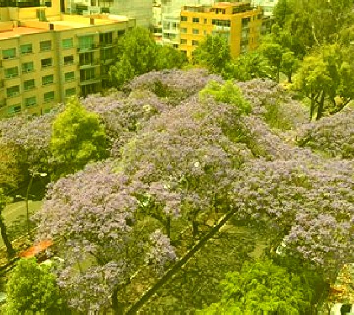 escort Las Jacarandas