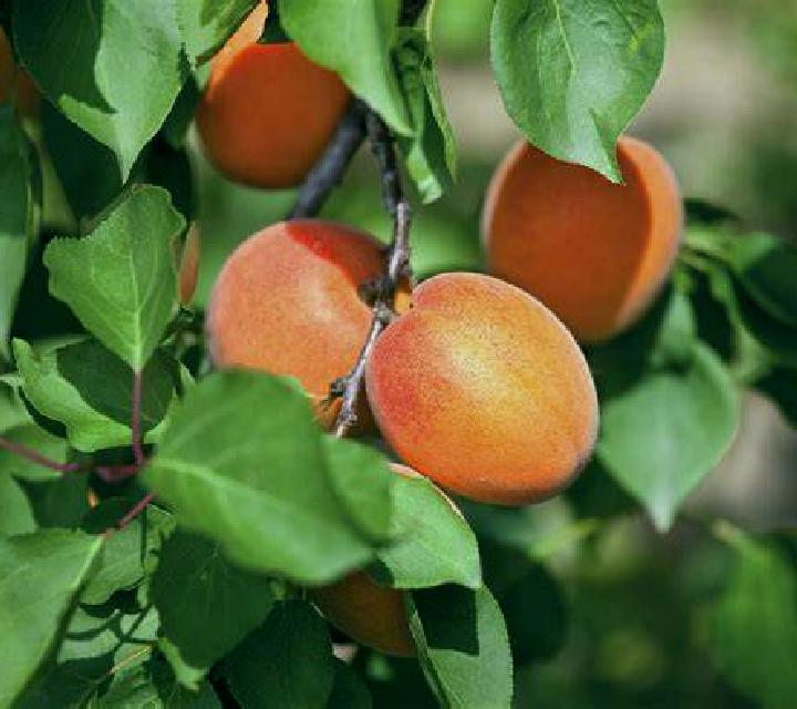 escort Les Abricots