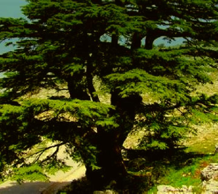 escort Loma de Cedro