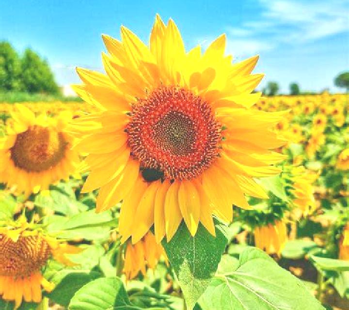 escort Los Girasoles