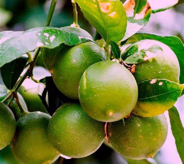 escort Los Limones