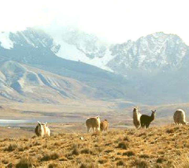 escort Los Llamas