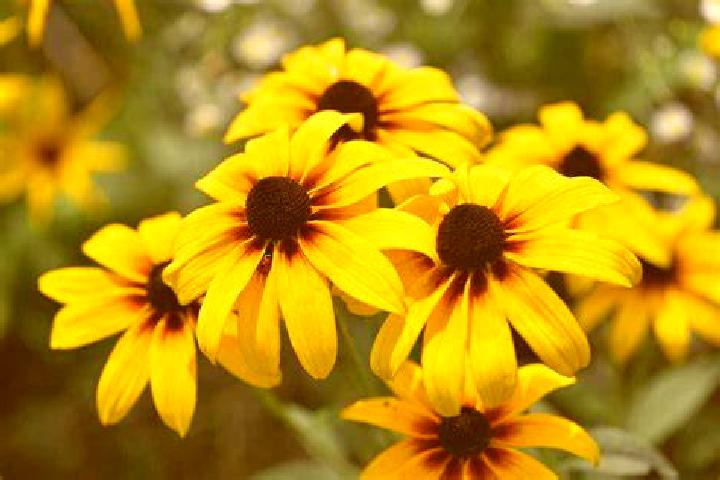 escort Mudalgi