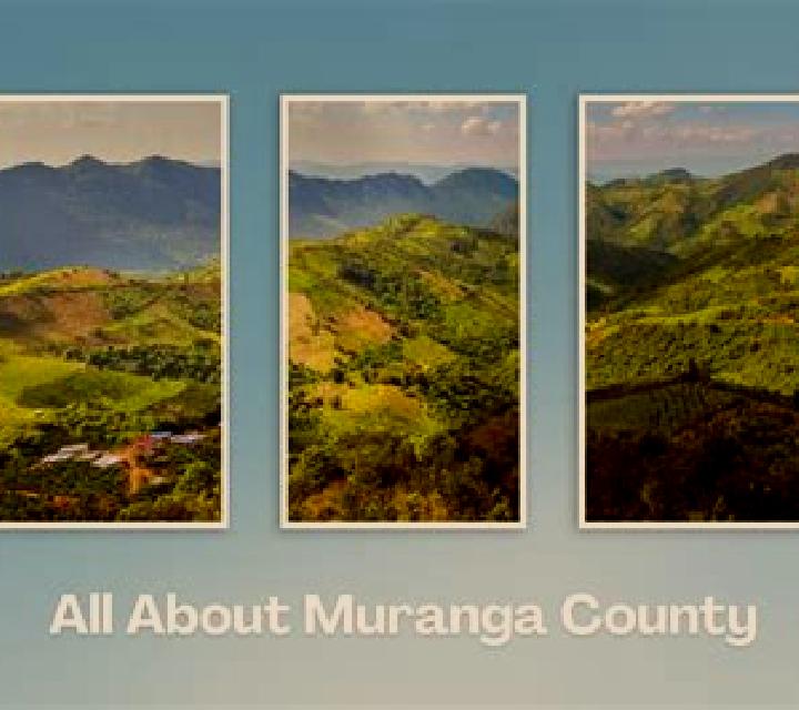 escort Murang a