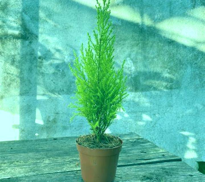 escort Plan de Limon