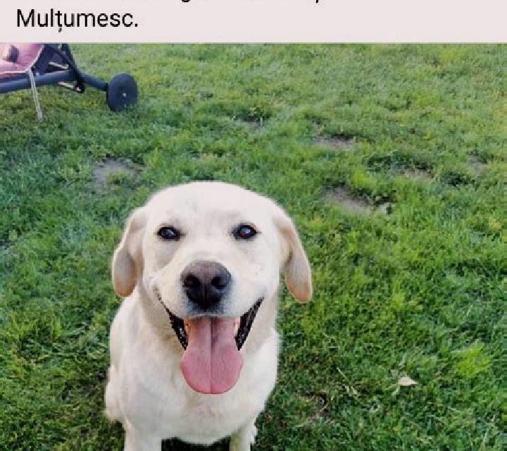 escort Podu Oltului