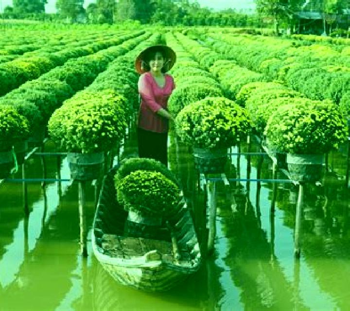 escort Quan Muoi