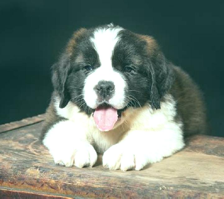 escort Saint Bernard
