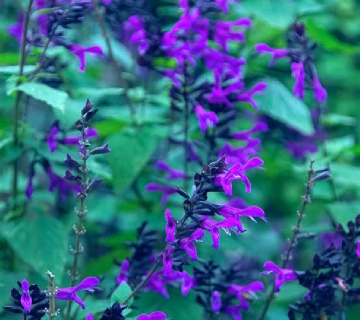 escort Salvias