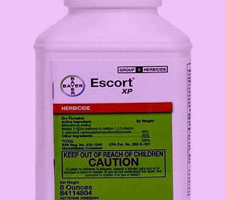 escort Schauenstein