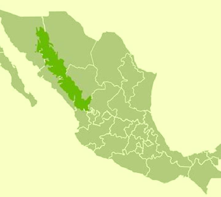 escort Sumbal