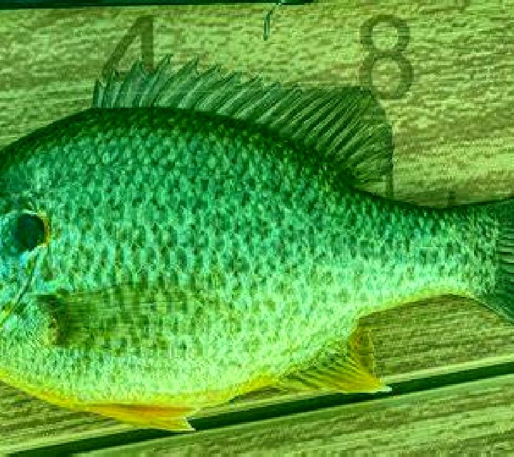 escort Sunfish Lake