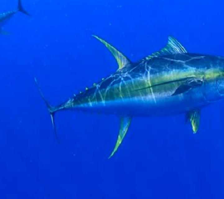 escort Tuna Mansa