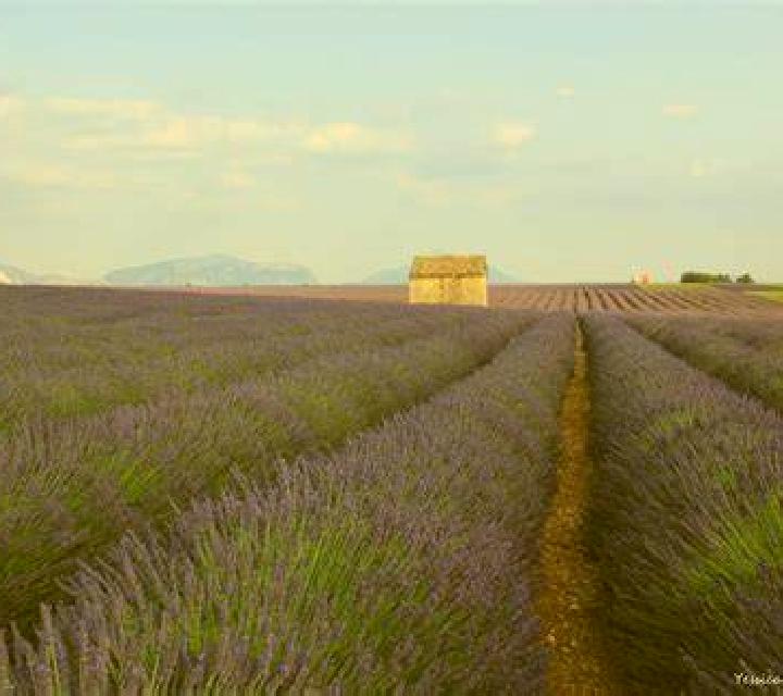escort Valensole