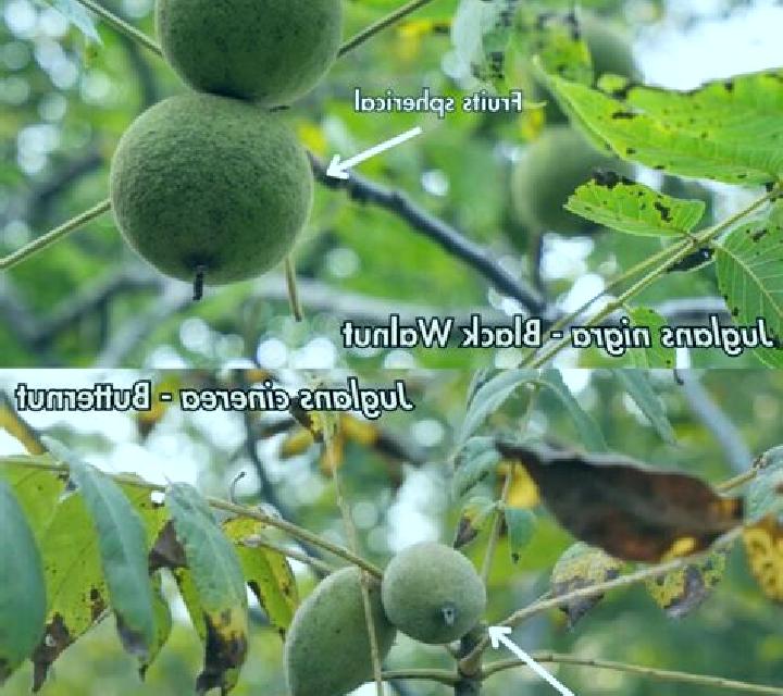 escort Walnut Hill