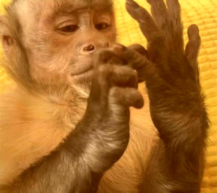Escorts Cikomara, Indonesia — Chicas y putas locales