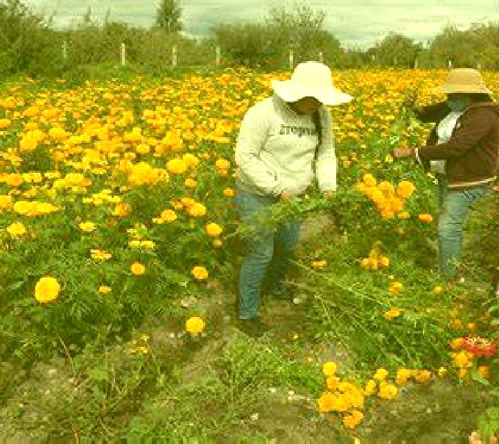 Escorts Doxey, México — Chicas y putas locales