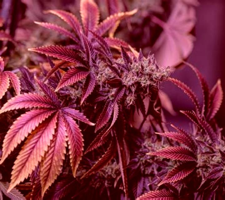 Escorts Ganja, Azerbaiyán — Chicas y putas locales