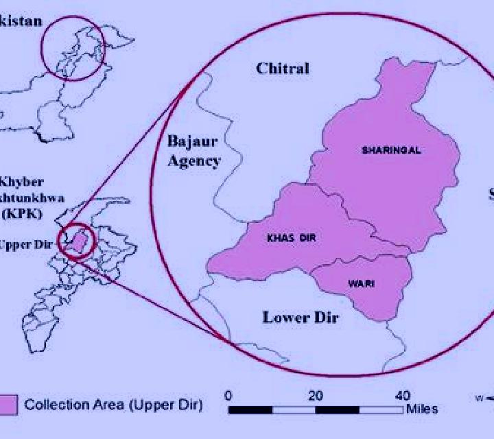 Giulia, 34 — Escort en Upper Dir, Pakistán