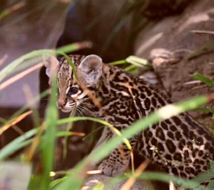 Laia, 21, acompañante negra de ojos avellana y etnia oriente medio basada en Sibulao. Ofrece Masaje erótico, Masaje de próstata, BDSM, Chica de fiesta. Dispo...