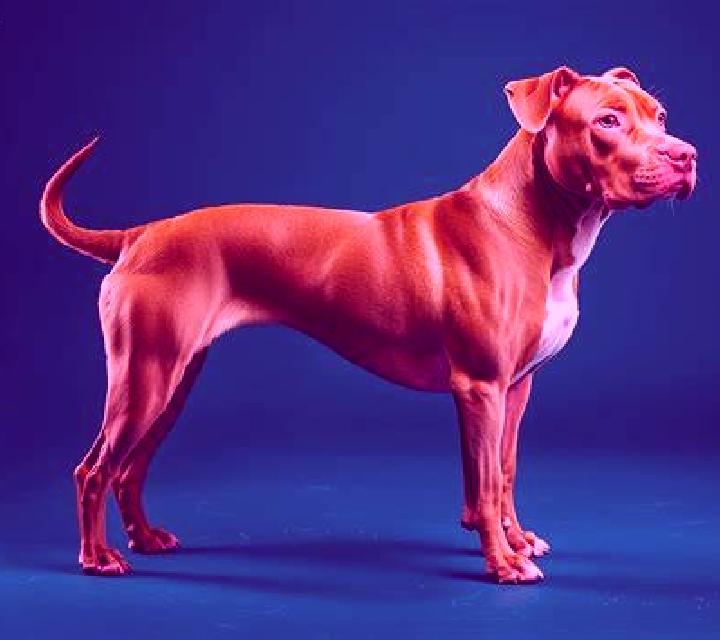 Noa, 25 — Escort en Terrier Rouge, Haití