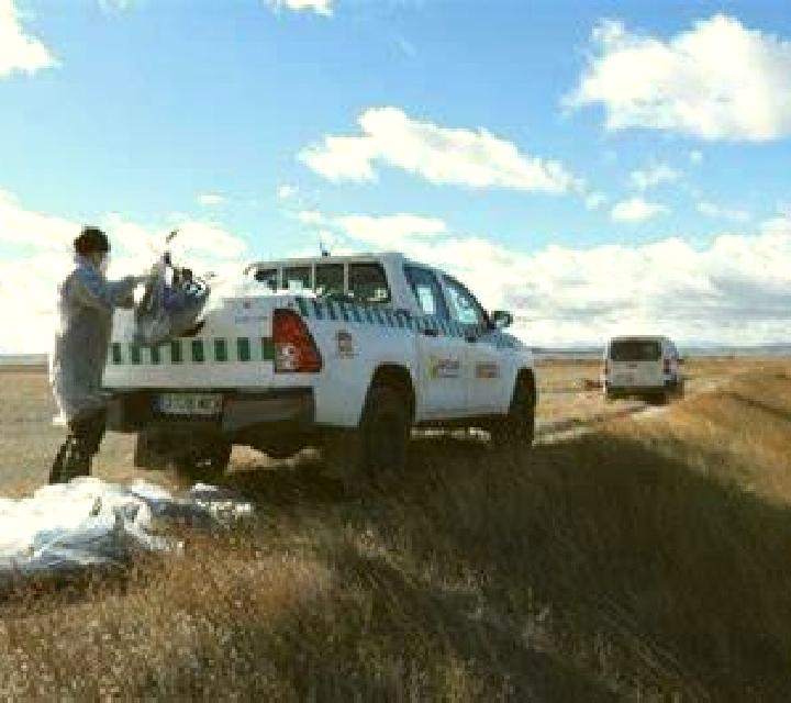 Noelia, 35 — Escort en Gallocanta, España
