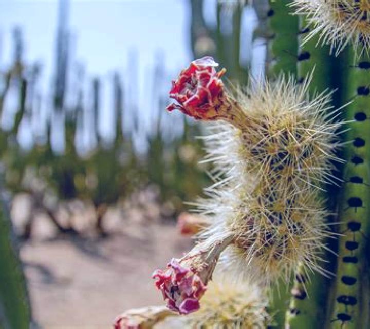 Salma, 23 — Escort en La Flor, México