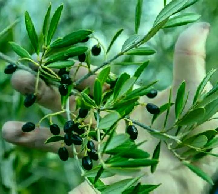 Sofía, 29, acompañante pelirroja de ojos ámbar y etnia asiática basada en Schierling. Ofrece Fetiche, Juego de roles, Cita de cena, BDSM. Disponible en domic...