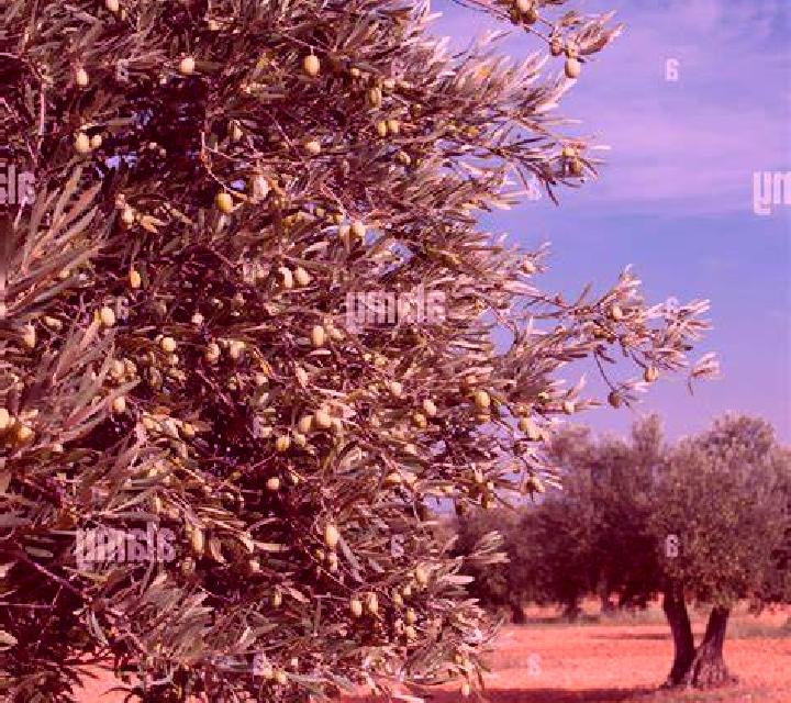 Sofía, 34 — Escort en La Oliva, España